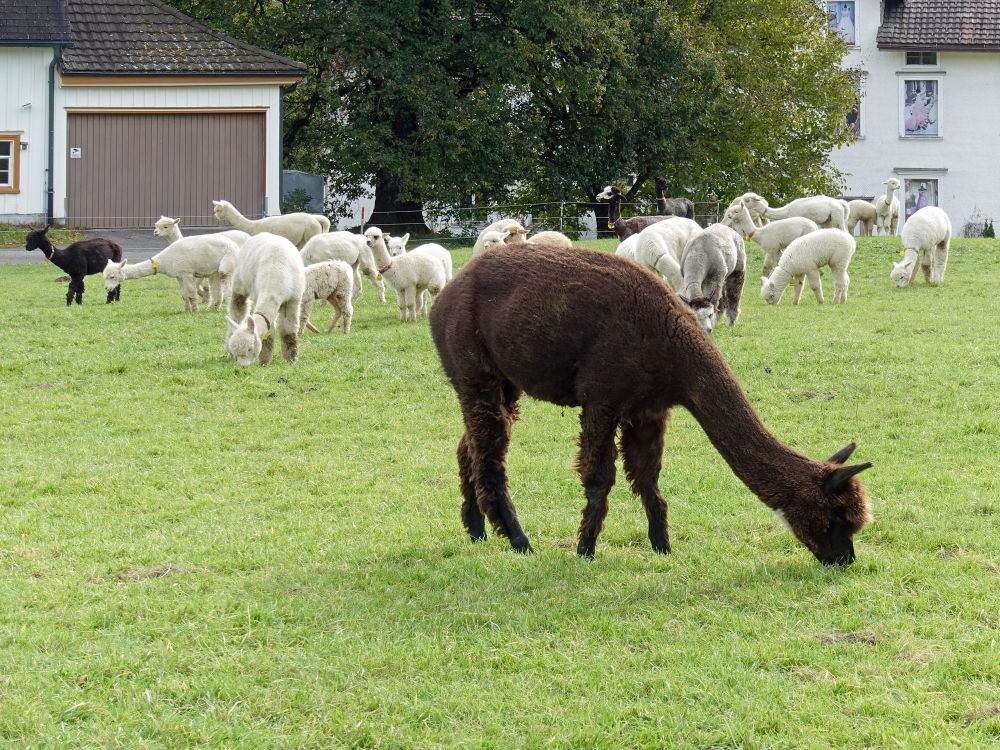 Alpakas bei Wald