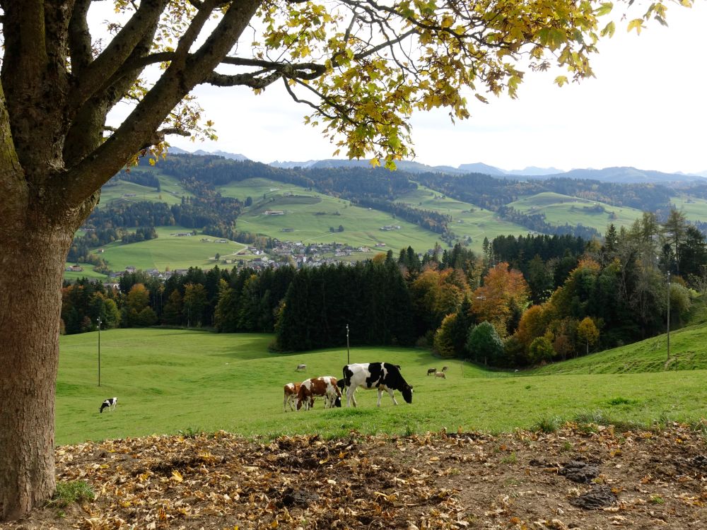 Blick Richtung Schönengrund