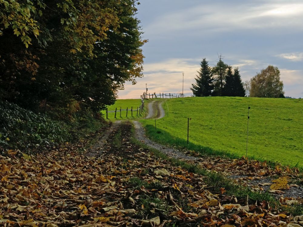 Wirtschaftsweg bei Höchi