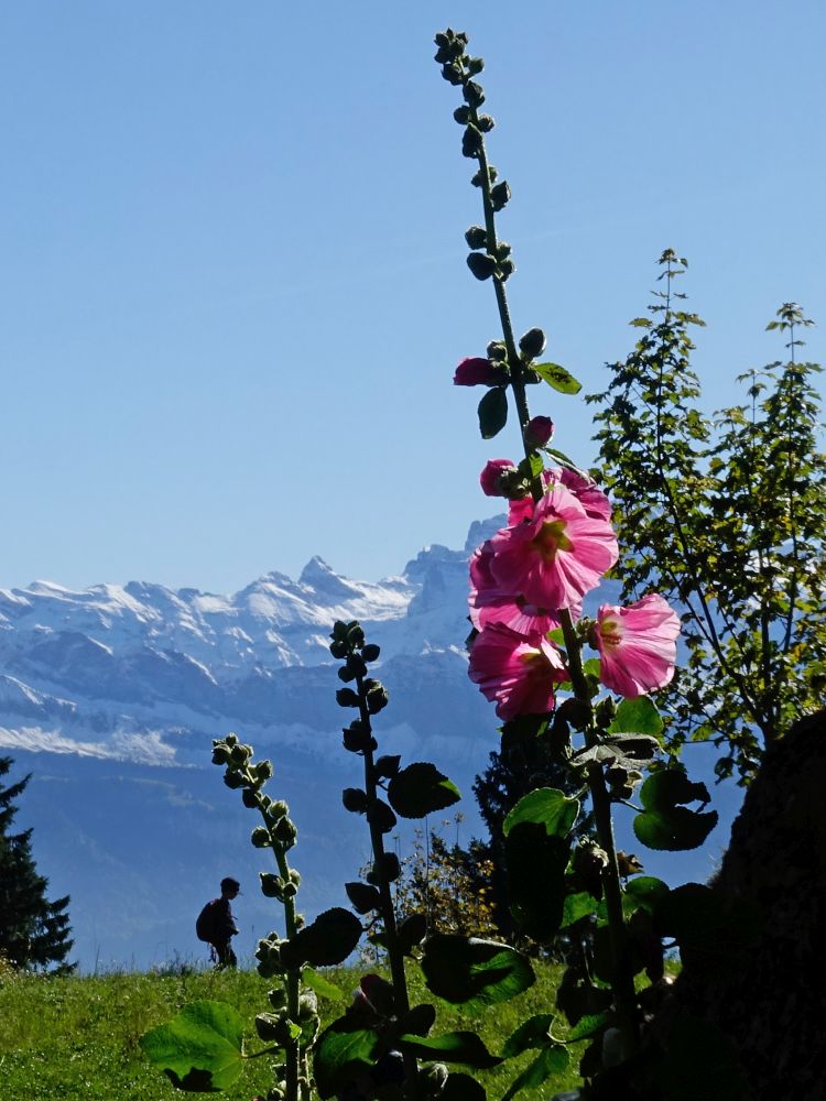 Blüte Stockrose