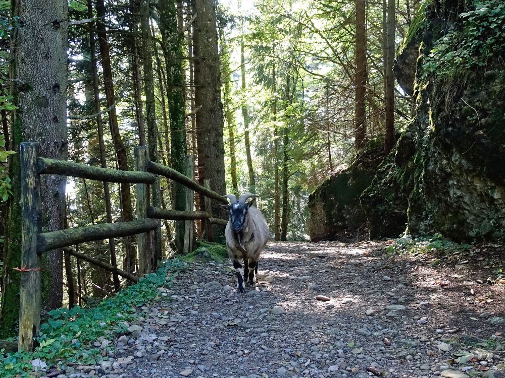 Ziege auf dem Wanderweg