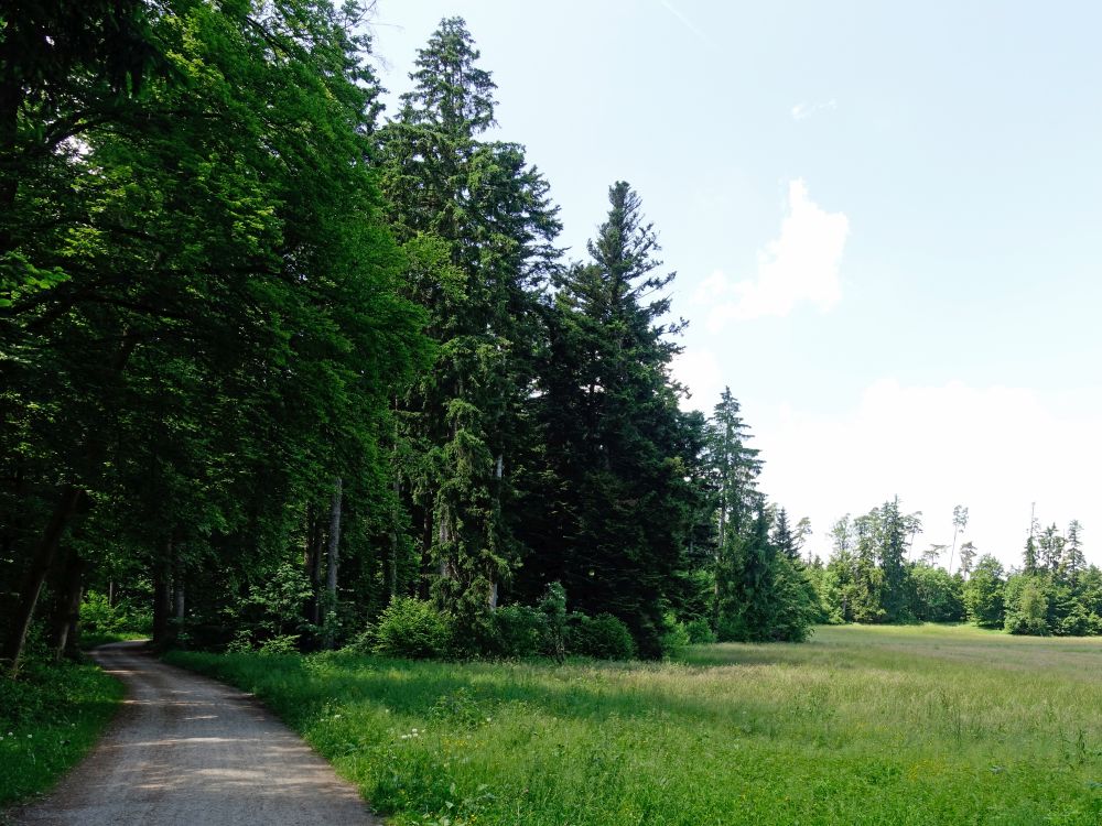 Waldweg im Herrenholz