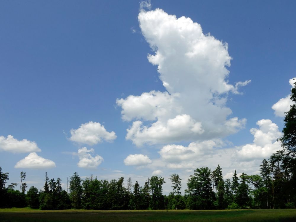 Wolken über Waldlichtung