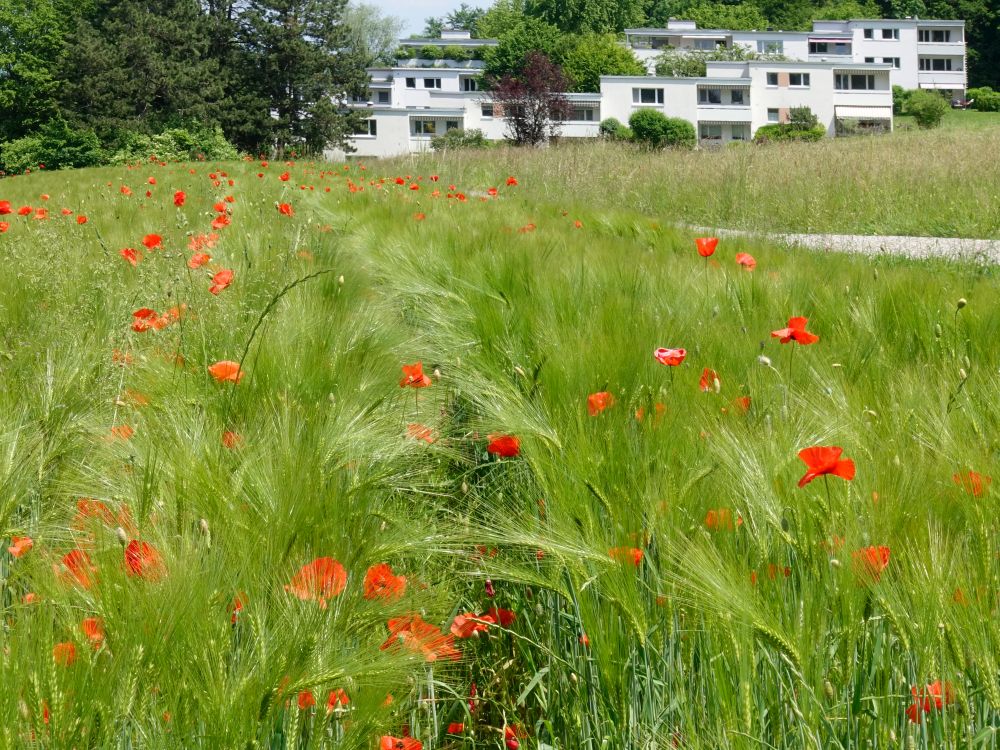 Mohnblumen im Kornfeld