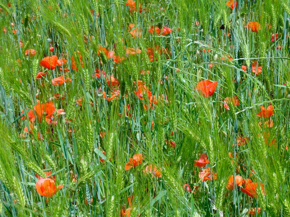 Mohnblumen im Kornfeld