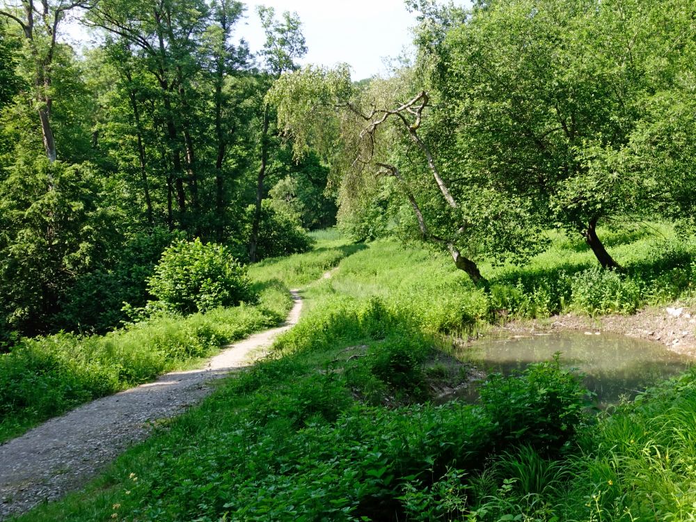 Pfad bei Burgwies