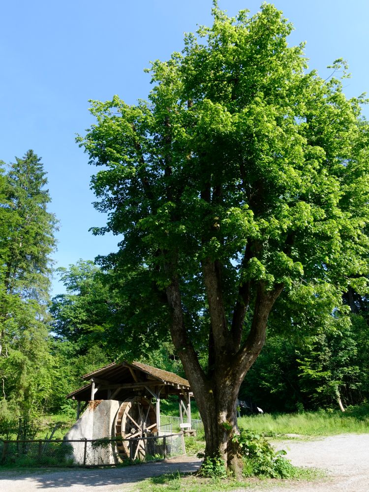 Trichtenhausermühle