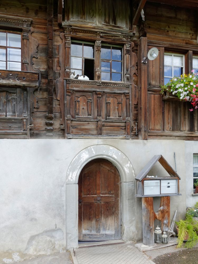 Katze am Fenster