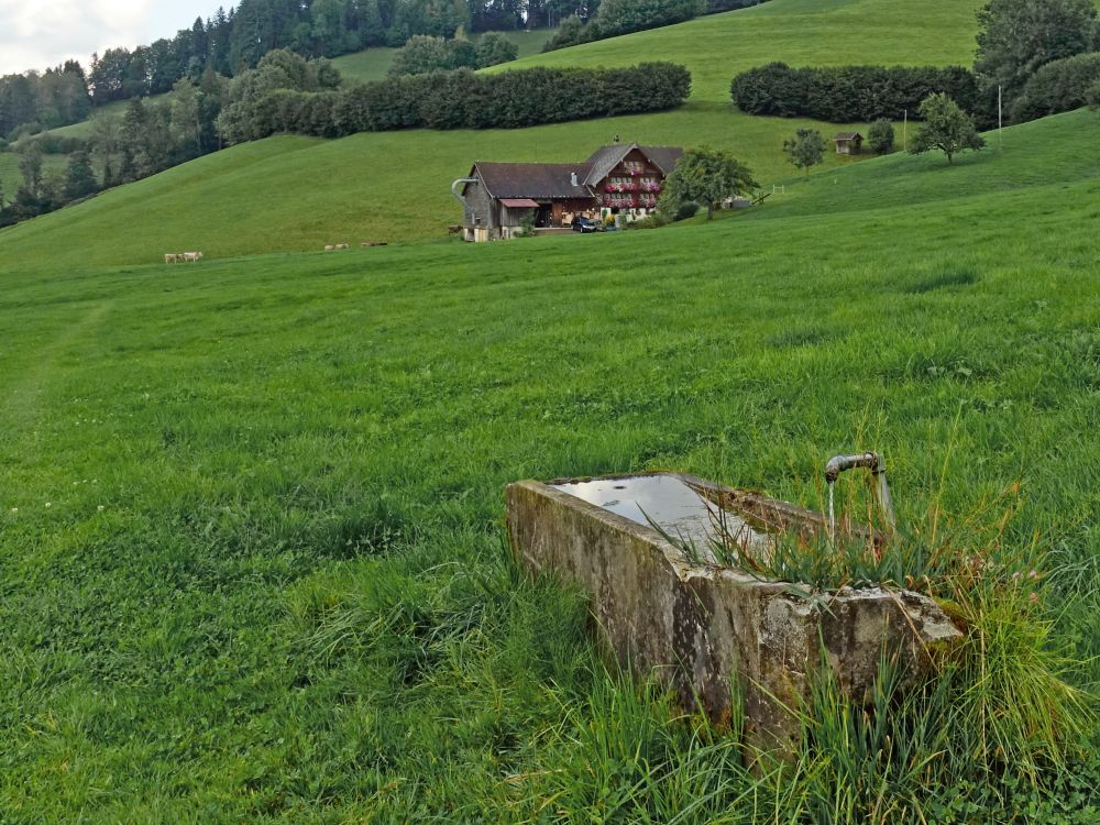 Brunnen auf der Wiese