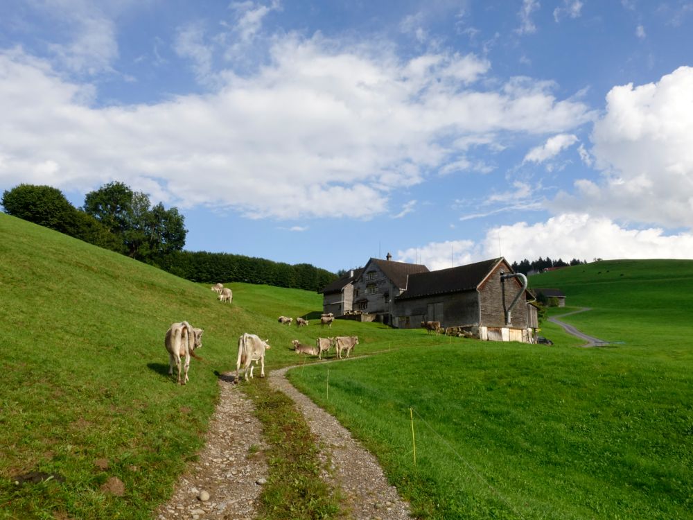 Bauernhof und Kühe