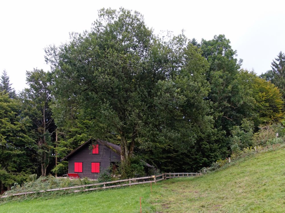 Waldhütte am Strick