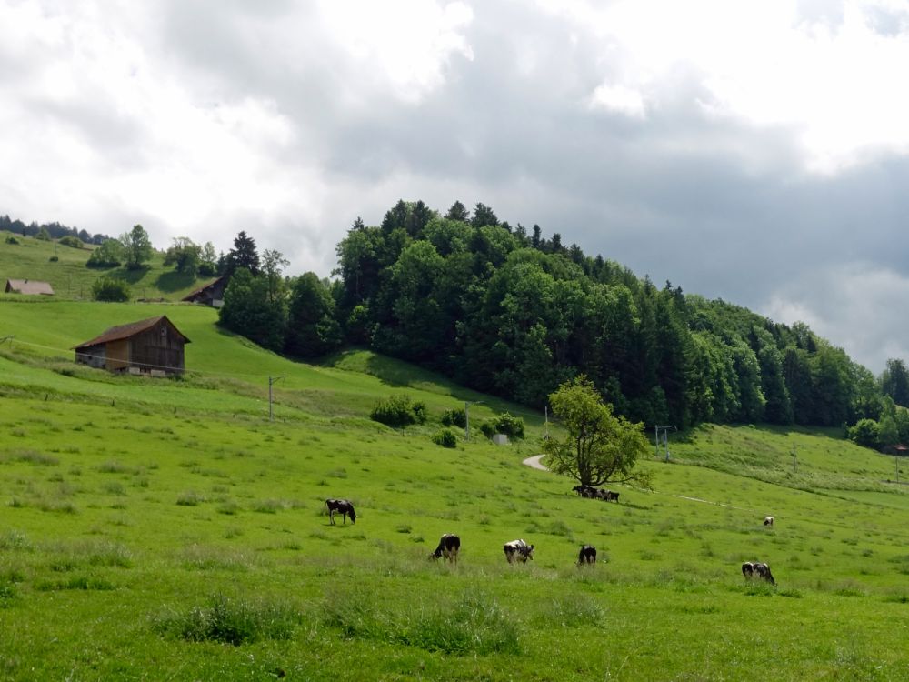 Kuhweide bei Neutal