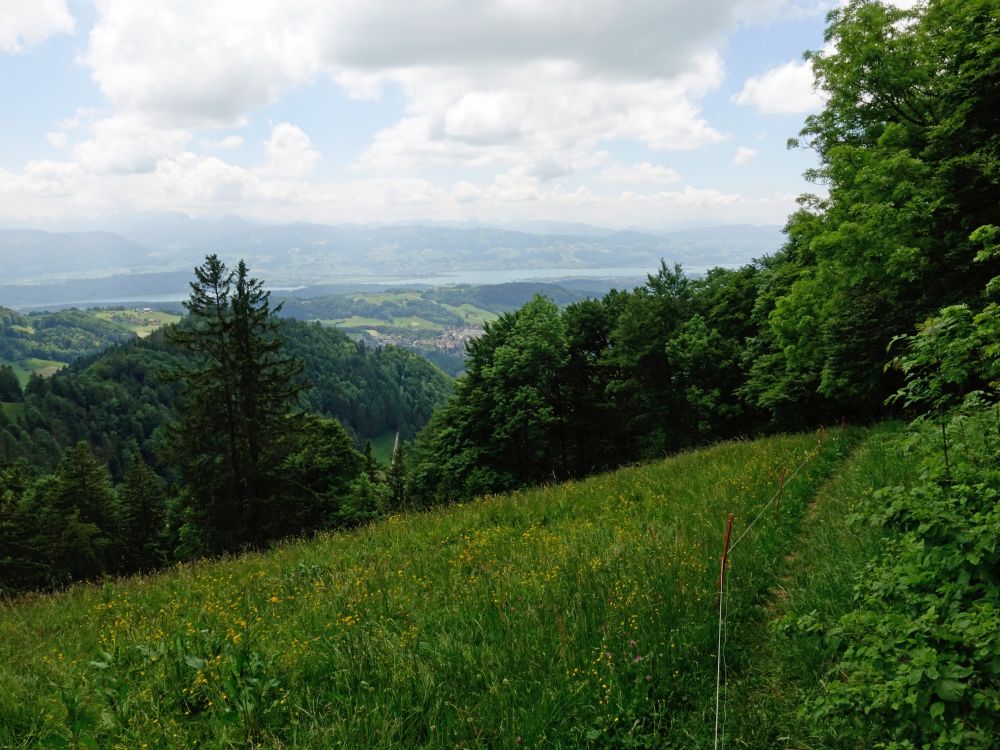 Blick zum Zürichsee