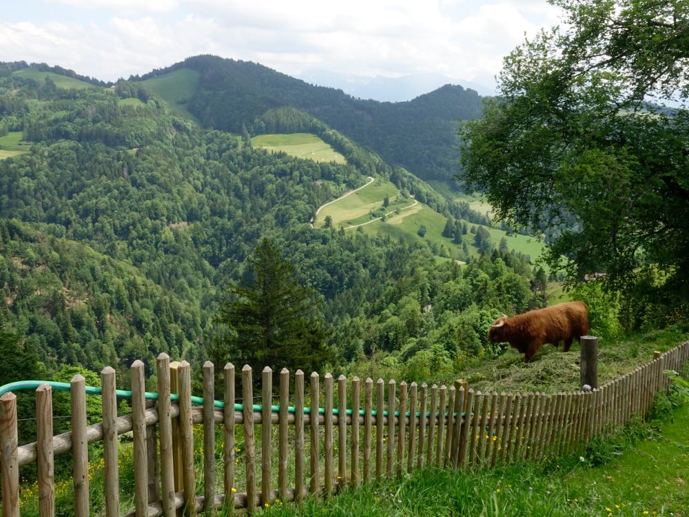 Langhornrind bei Alp Scheidegg