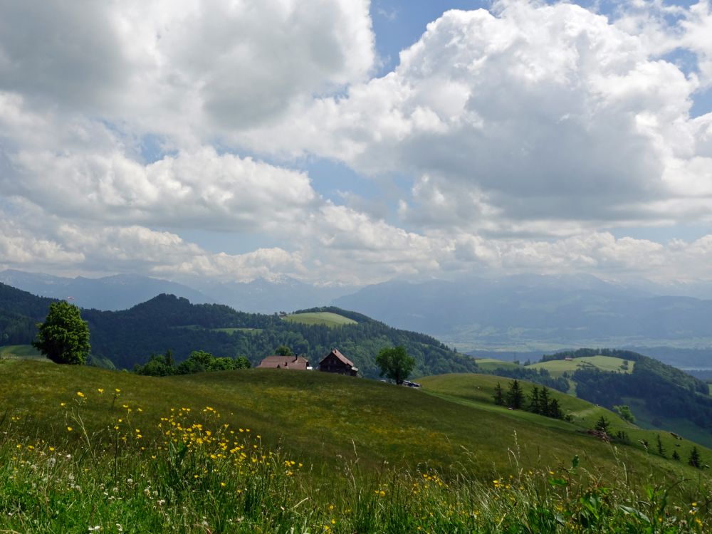 Alp Scheidegg