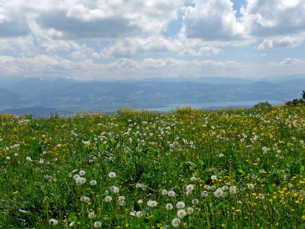 Blick zum Zürichsee