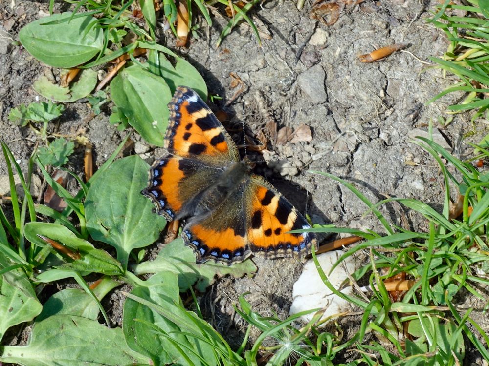 Schmetterling