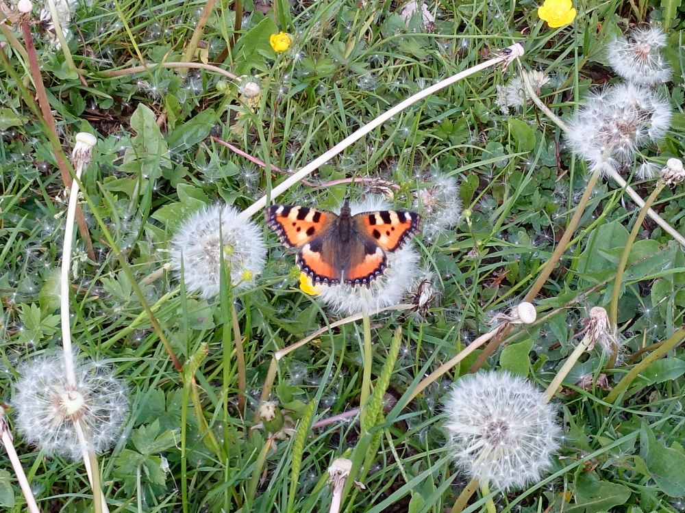 Schmetterling auf Pusteblume