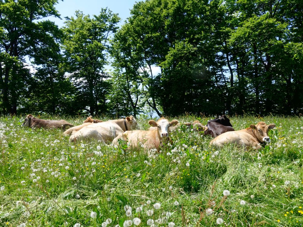 Kühe im hohen Gras