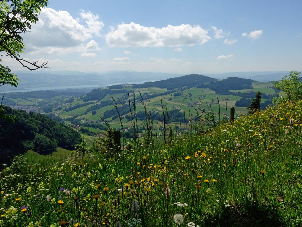 Blick Richtung Zürichsee