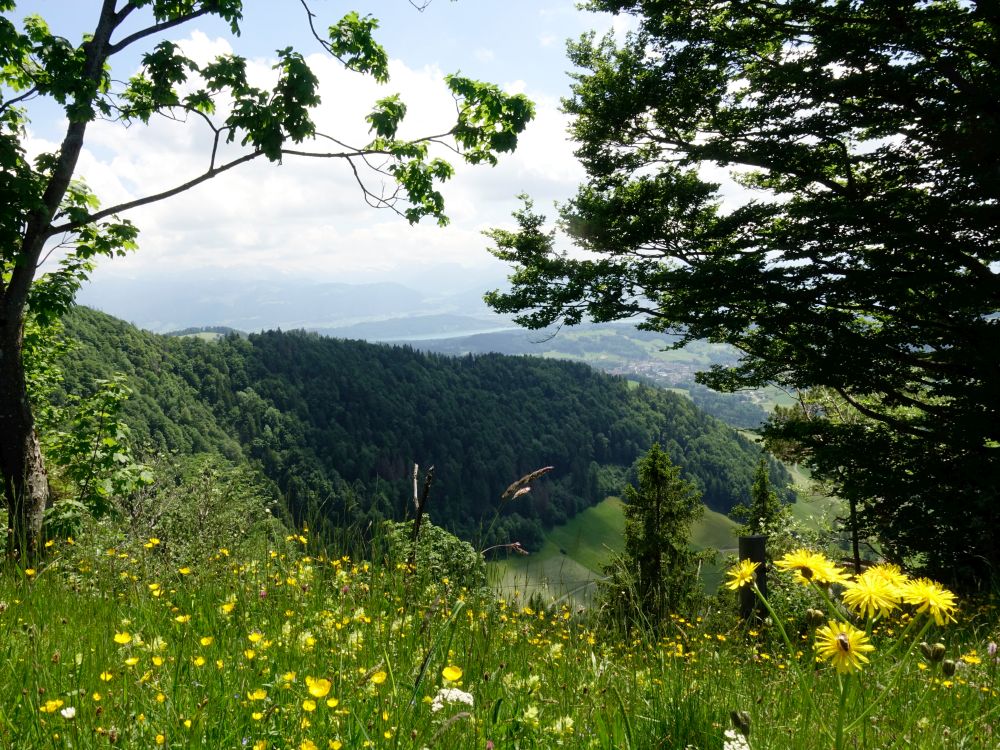 Blick Richtung Zürichsee