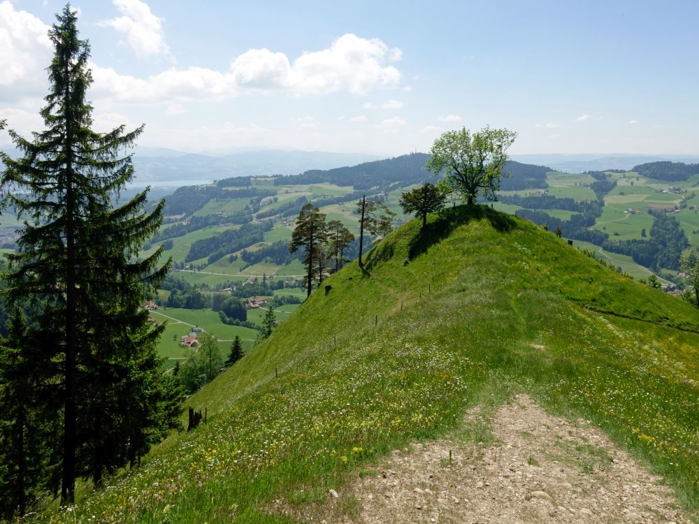 Blick Richtung Zürichsee