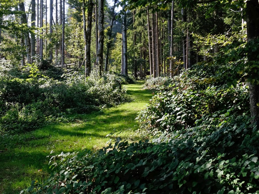 Waldweg