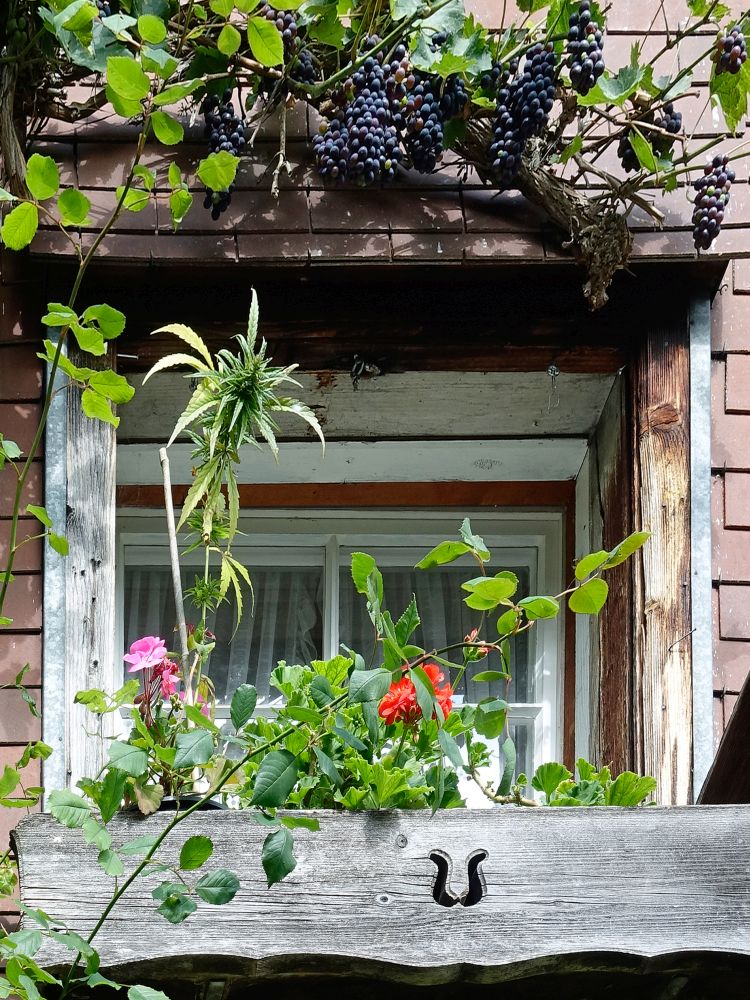 Fenster mit Früchte und Blumen