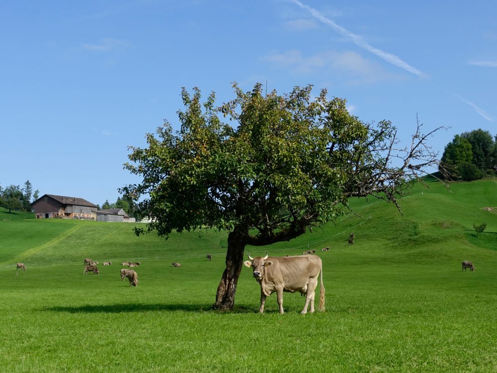 Kühe bei Hauteten