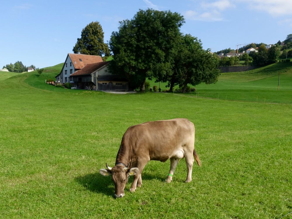 Kuh bei Hauteten