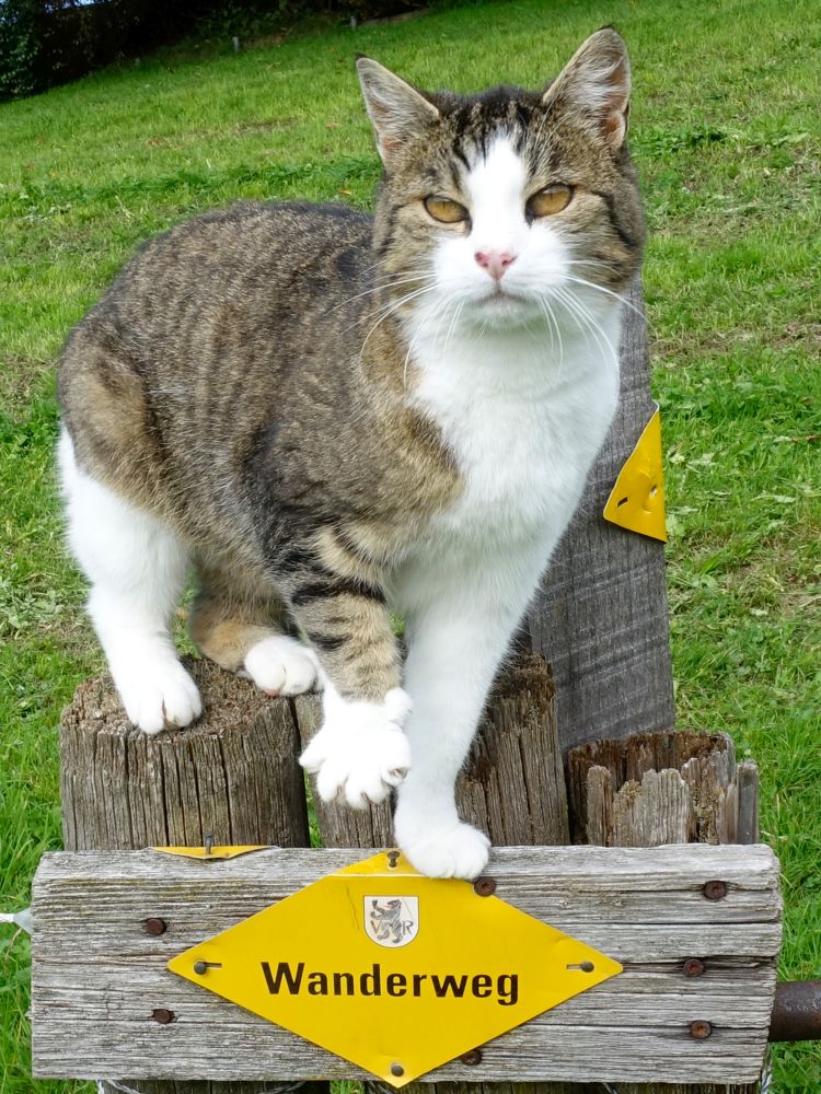 Katze an Wanderwegmarkierung