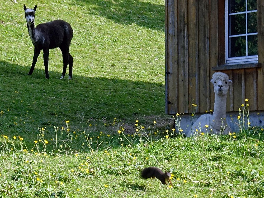 Lamas mit Eichhörnchen