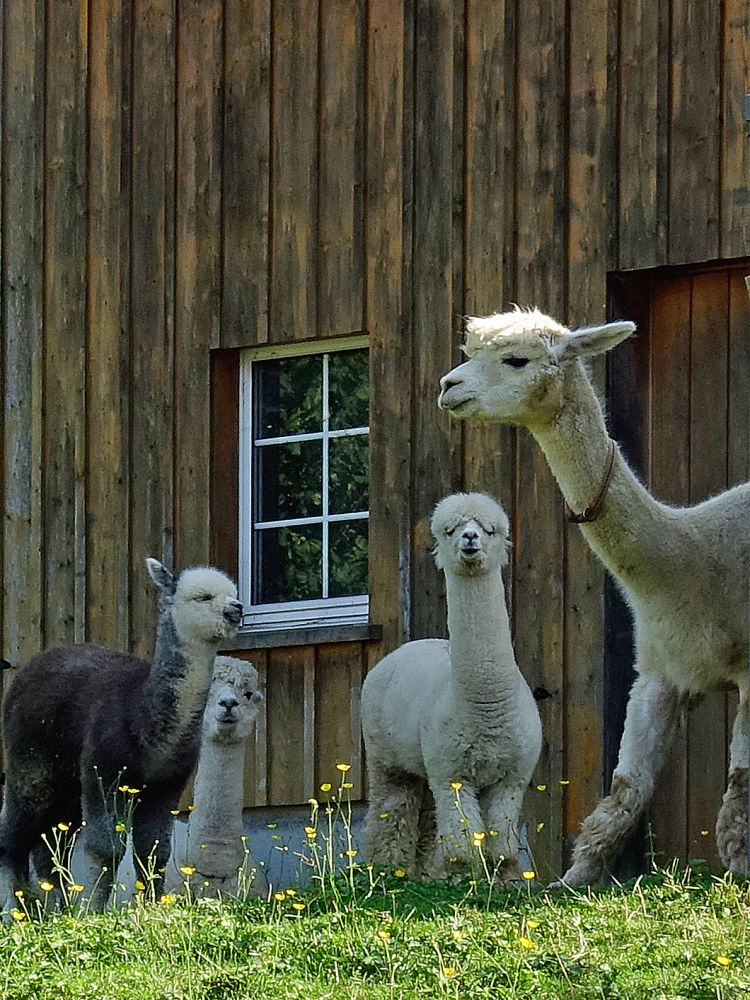 Lamas