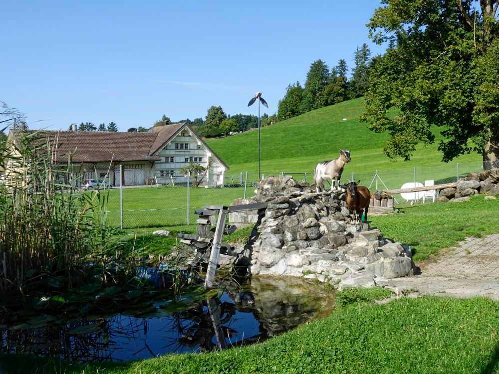 Ziegen bei Gmünden