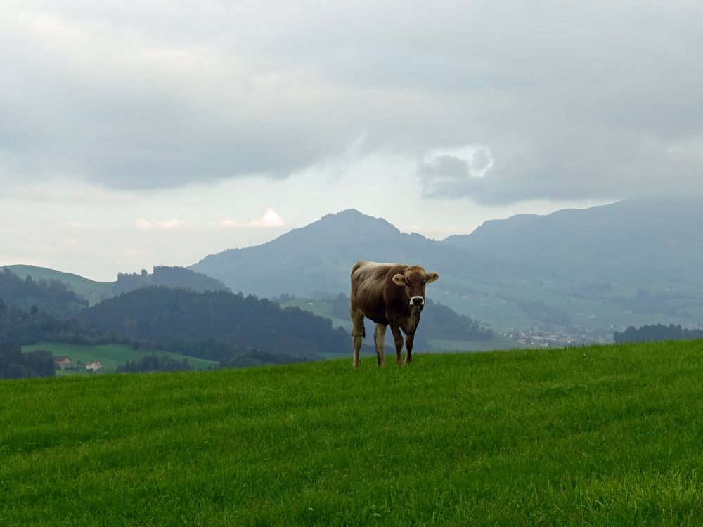 Kuh mit Fähnerenspitz