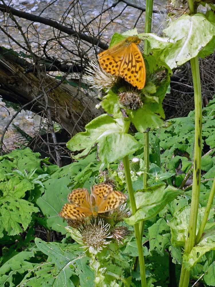 Schmetterlinge