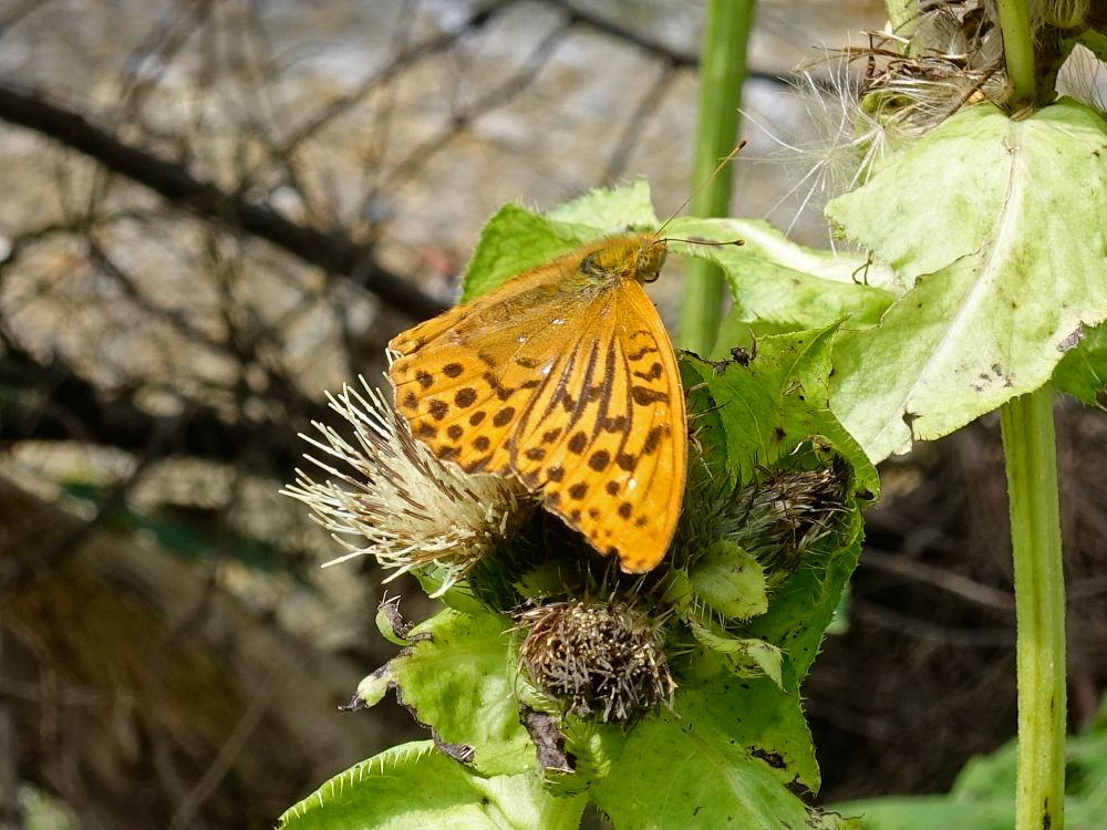 Schmetterling