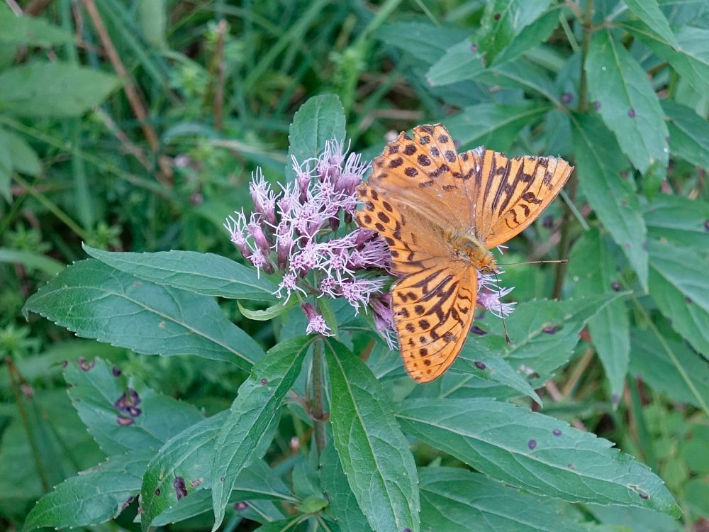 Schmetterling