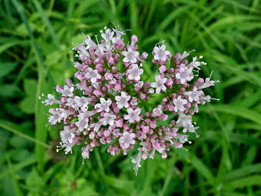 Baldrianblüten