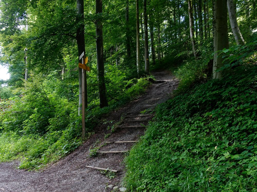 Waldweg