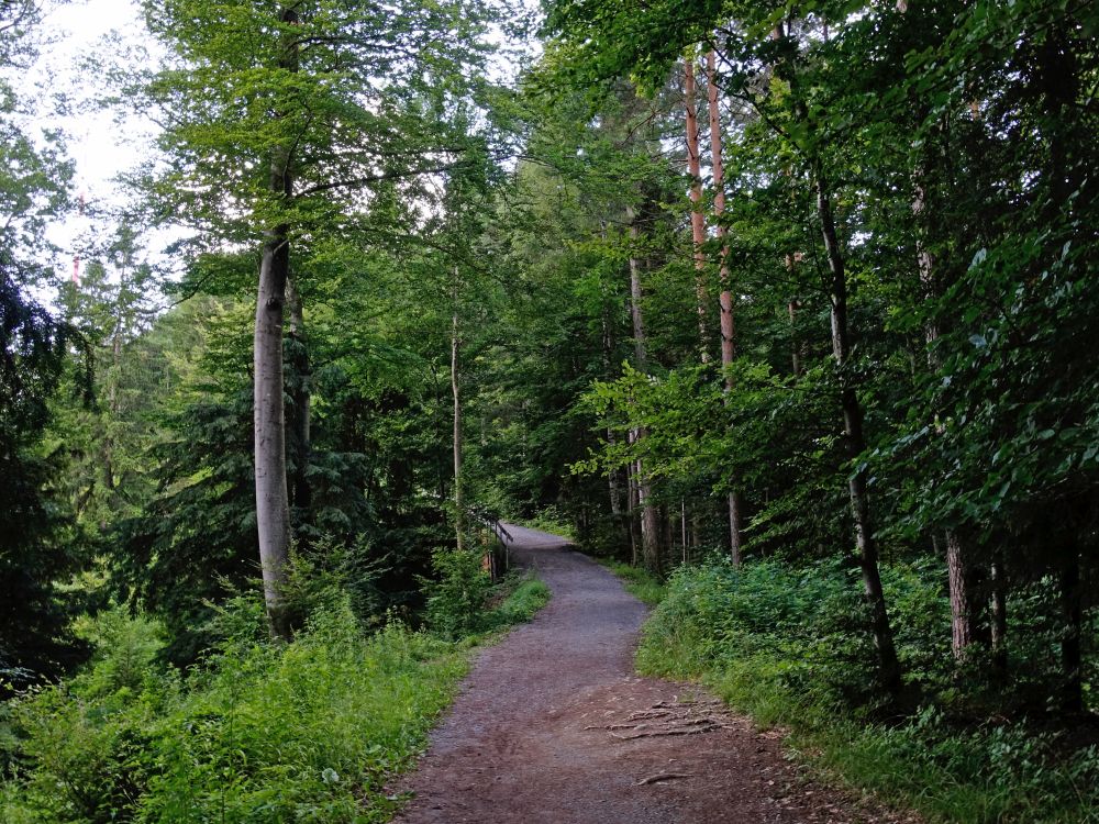 Waldweg