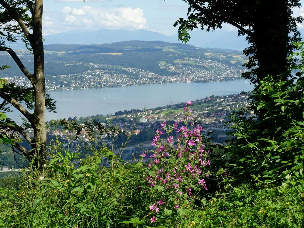 Zürichsee