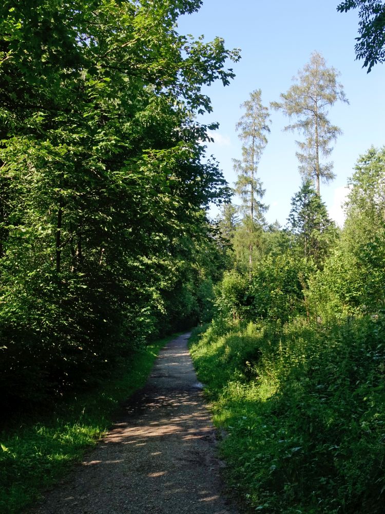 Waldweg