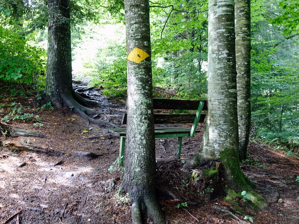 Sitzbank im Wald