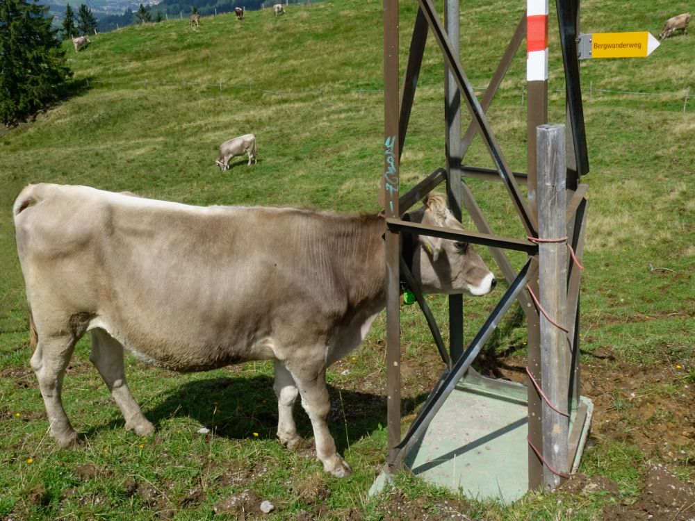 Kuh am Seilbahnmast