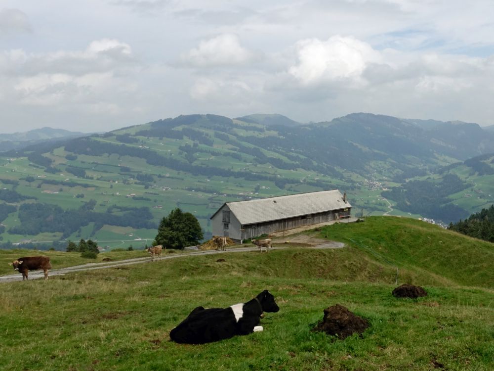 Kühe bei Bumoos