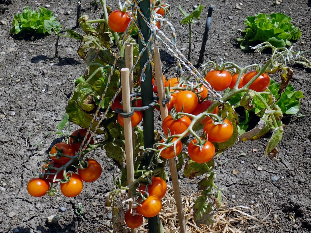 Tomaten