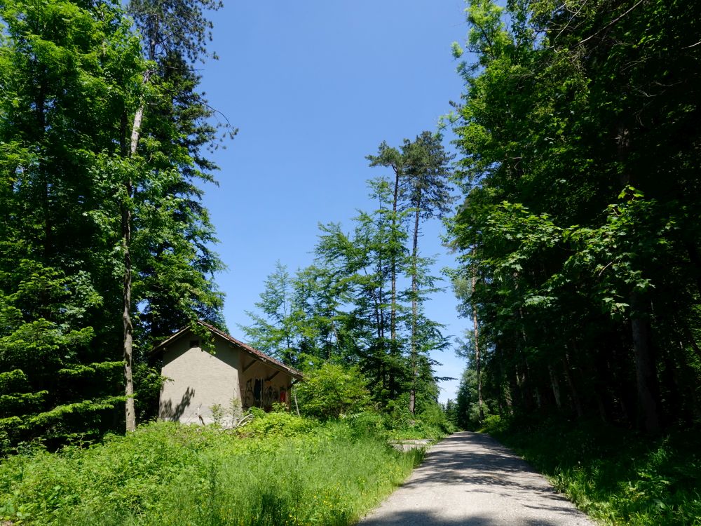 Waldweg Am Nieselberg