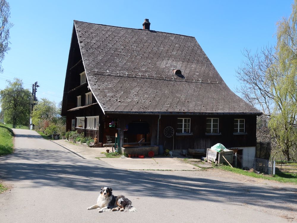 Wachhund bei Steinenbach