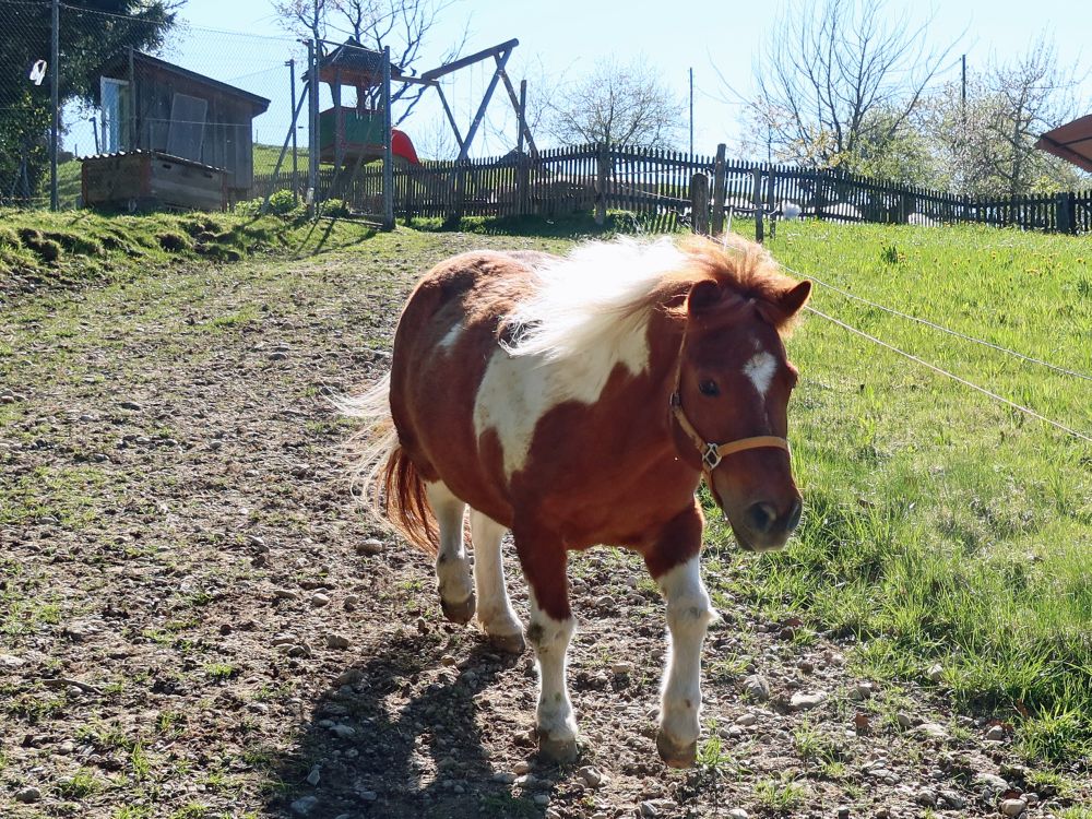 Pferd bei Aesch